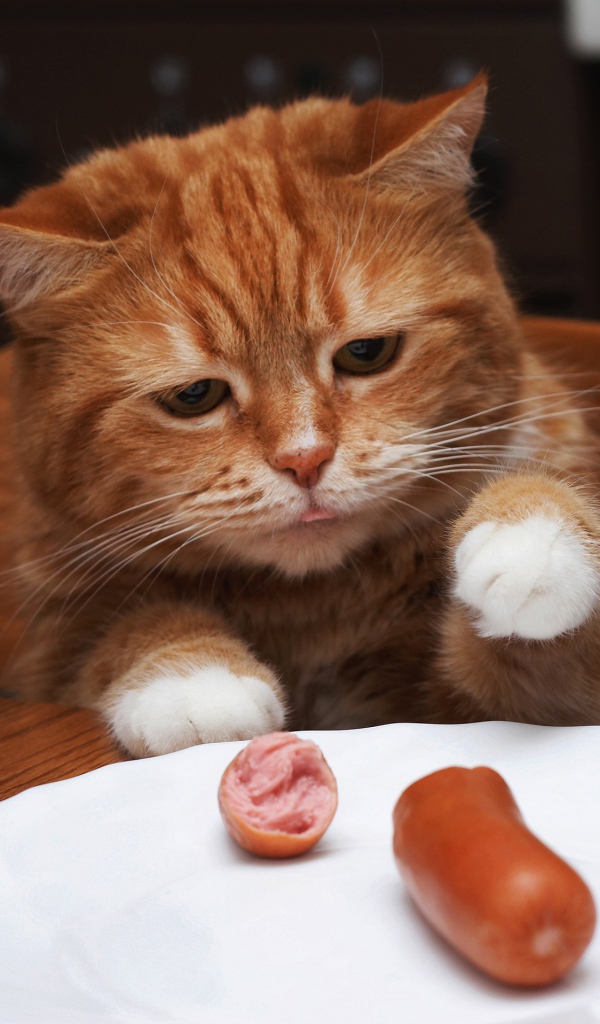 Рыжик кот ворует сосиску с тарелки на столе