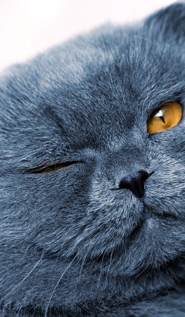 Серый британский кот подмигивает глазом 