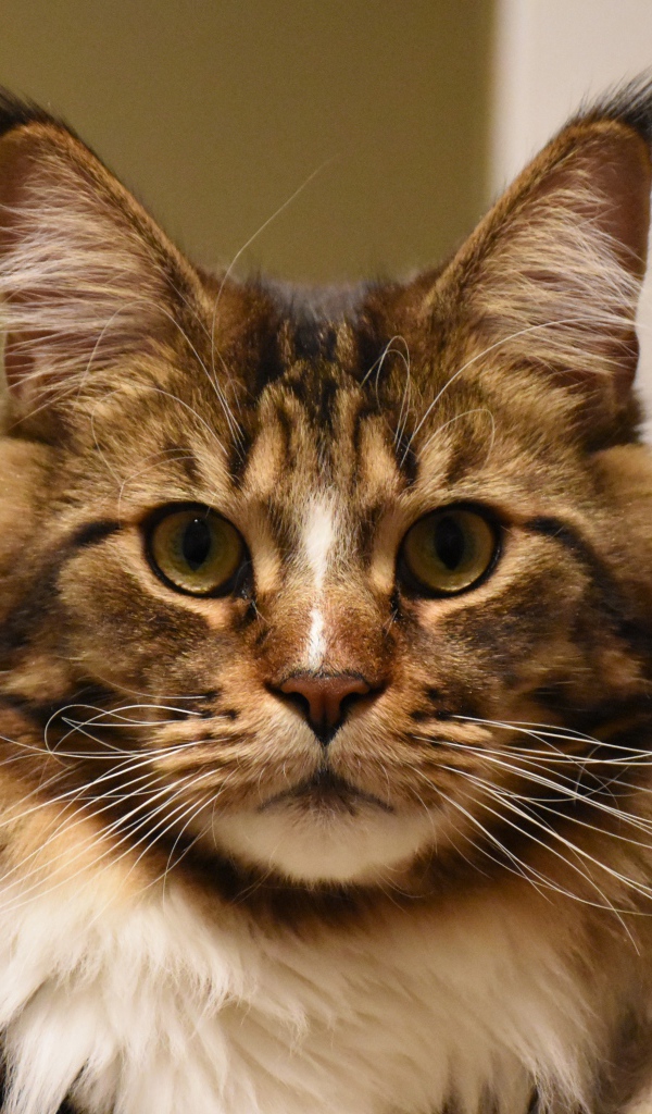 Серый красивый кот мейн кун крупным планом 