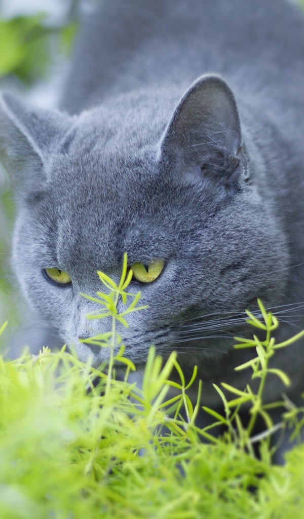 Серый кот британец ест зеленую траву