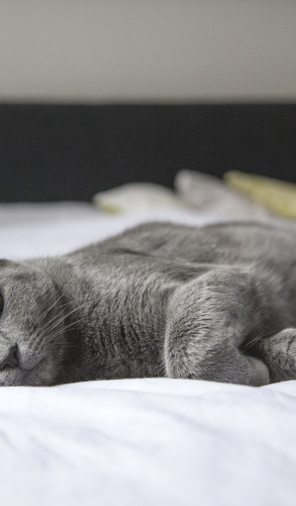 Серый кот спит на белой постели
