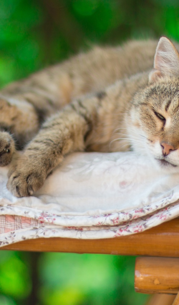 Серый кот спит на лавке