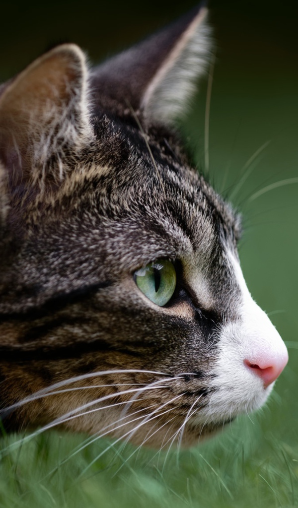 Серый кот охотится в зеленой траве 