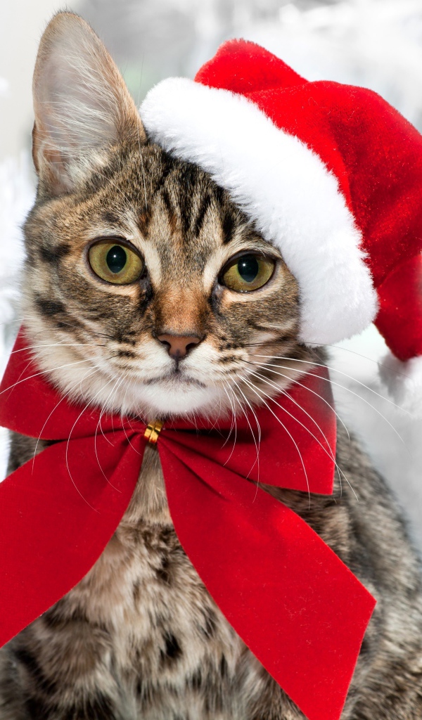 Серый кот в новогодней шапке с красным бантом