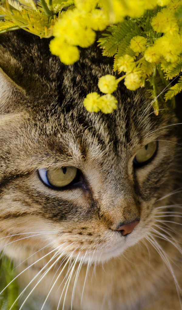 Серый кот в ветках мимозы