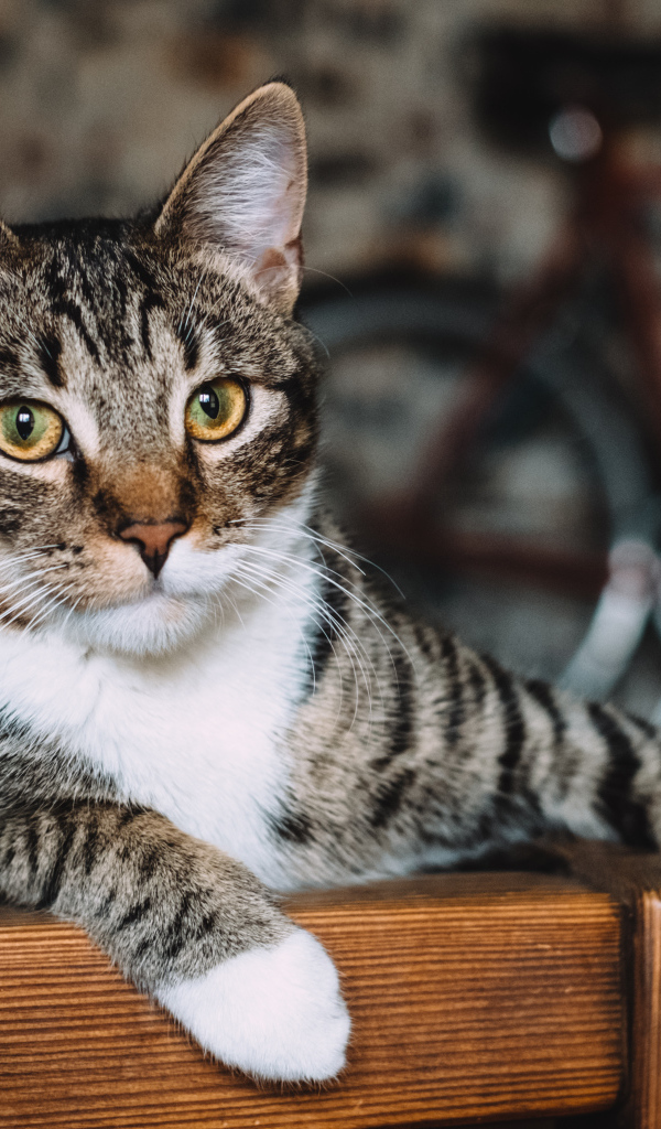 Серый кот лежит возле ноутбука 