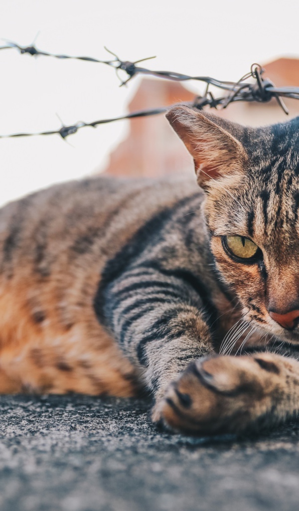 Серый кот лежит под колючей проволокой