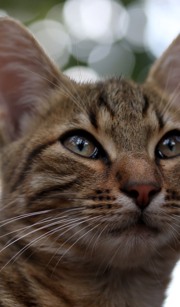 Серый кот дремлет на дереве