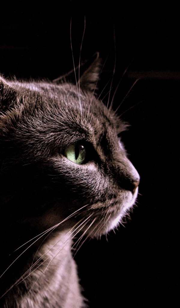 Серый кот на черном фоне, вид сбоку