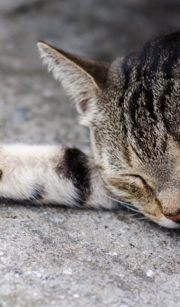 Спящий серый кот на асфальте