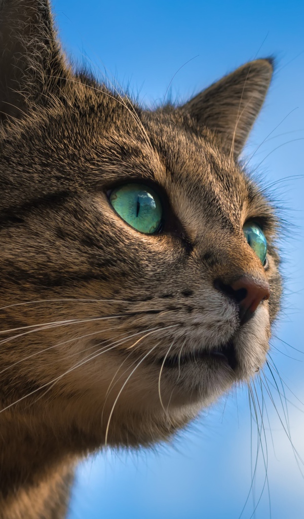 Серый зеленоглазый кот на фоне голубого неба