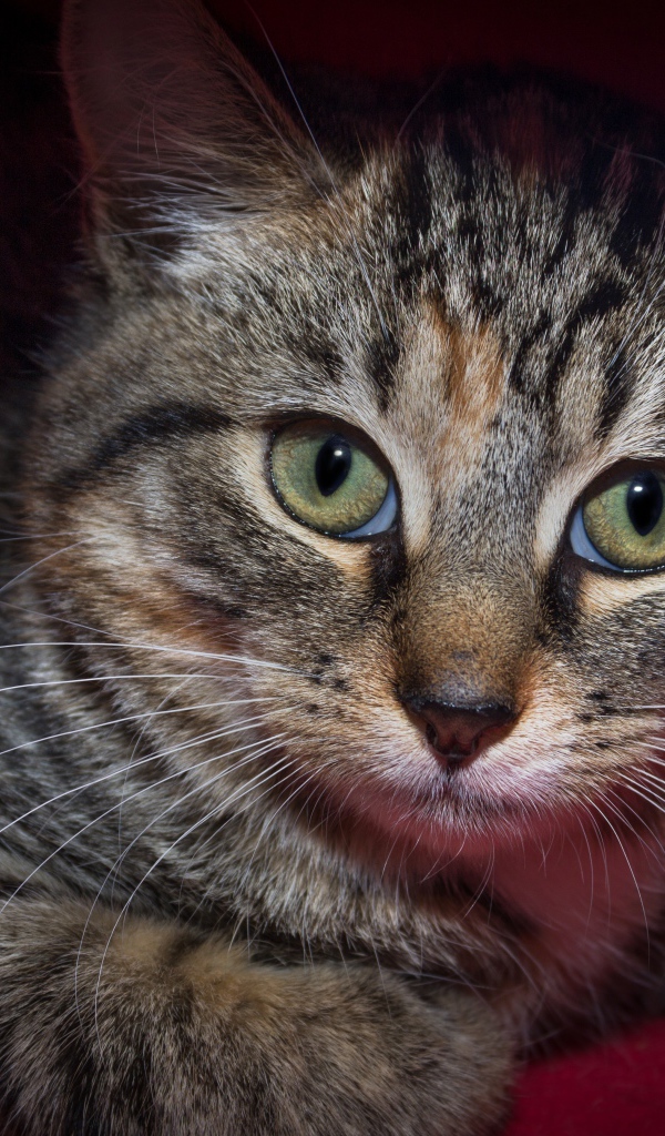 Серый зеленоглазый кот лежит под одеялом