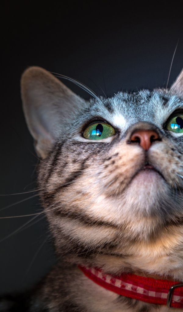 Серый зеленоглазый кот с ошейником 