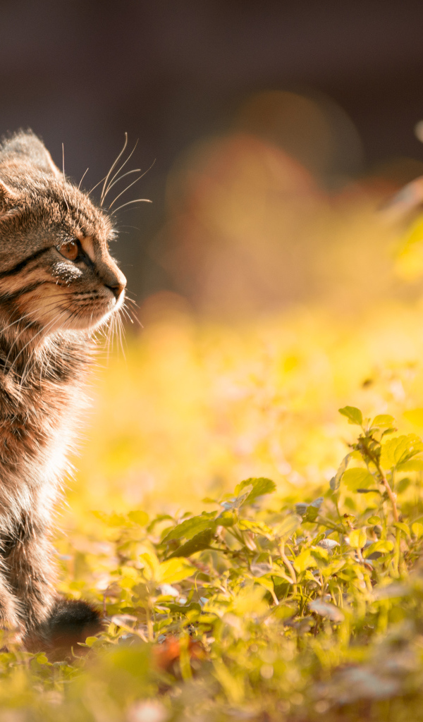 Серый котенок сидит на траве в лучах солнца