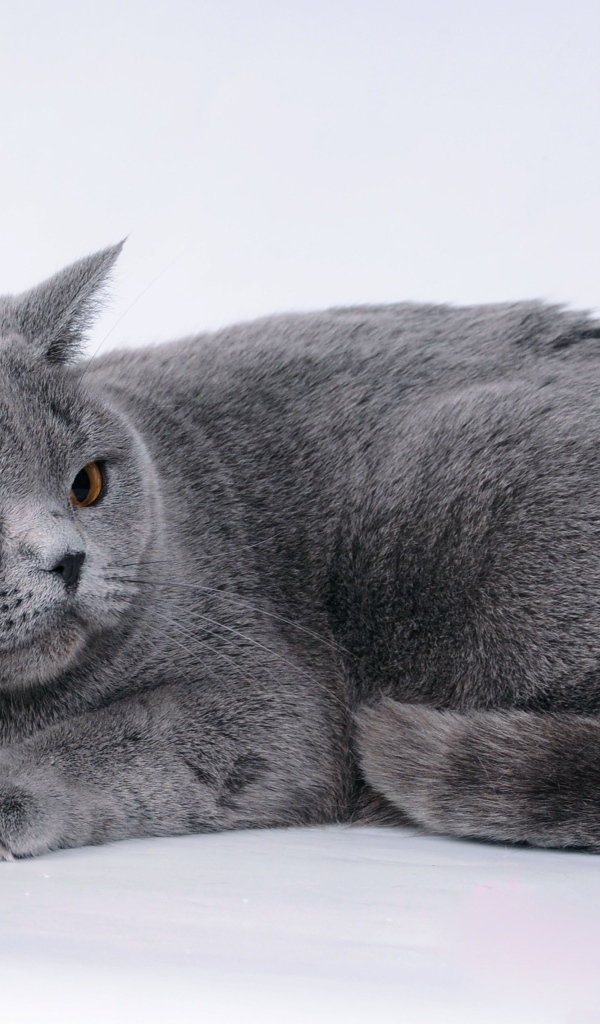 Большой британский кот на сером фоне