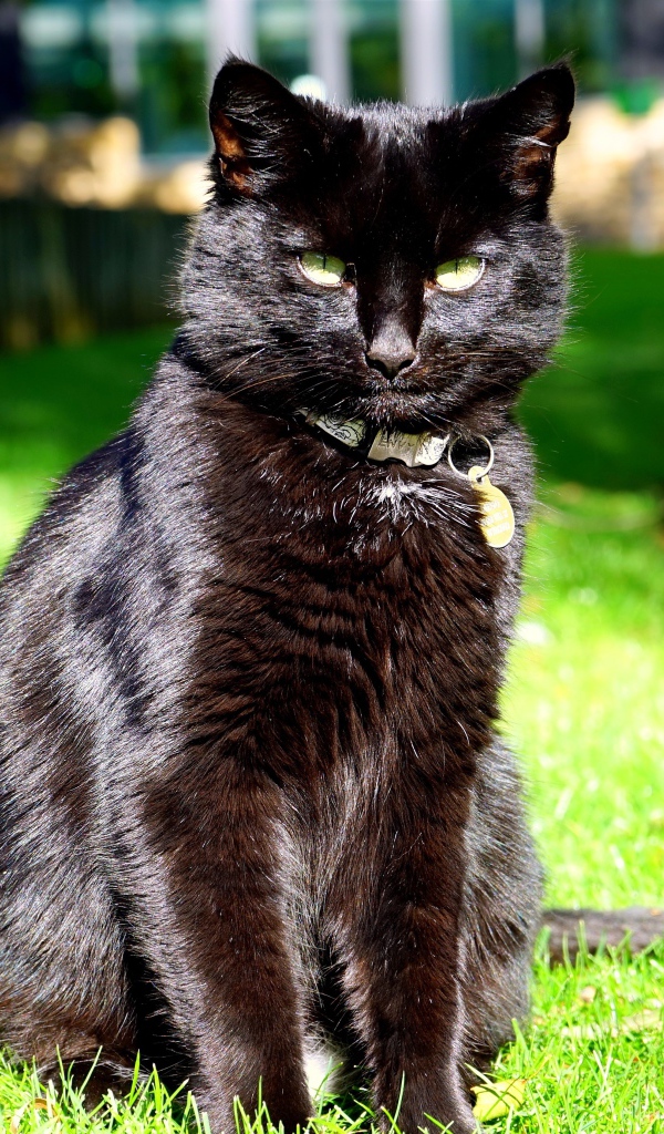 Зеленоглазый черный кот сидит на зеленой траве