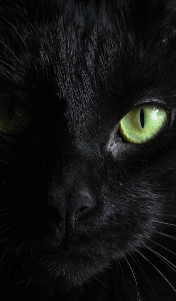 Голова черного зеленоглазого кота на черном фоне