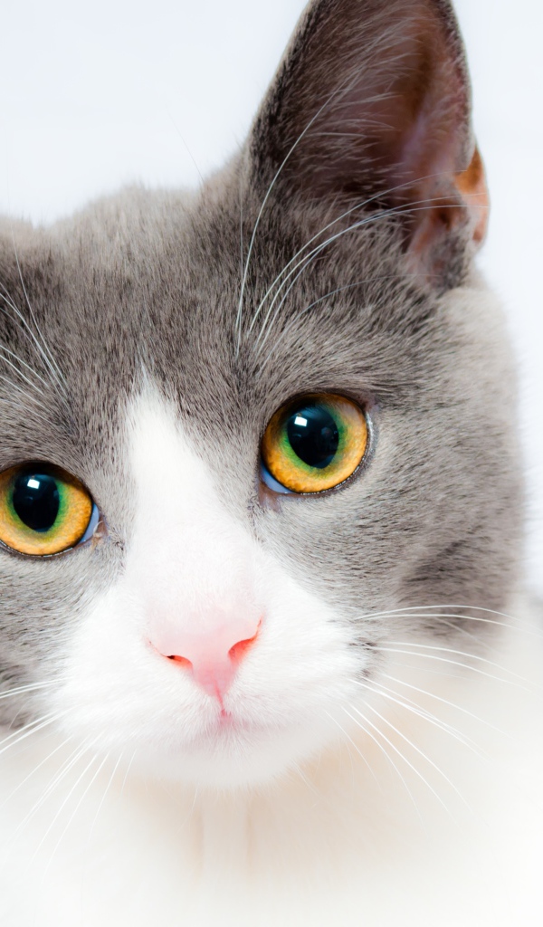 Голова серого с белым кота с желтыми глазами