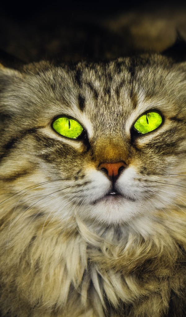 Большой пушистый серый кот с красивыми глазами