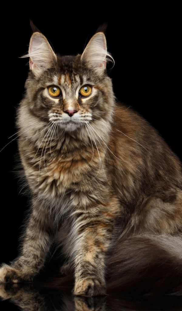 Большой серый кот породы мейн кун на черном фоне