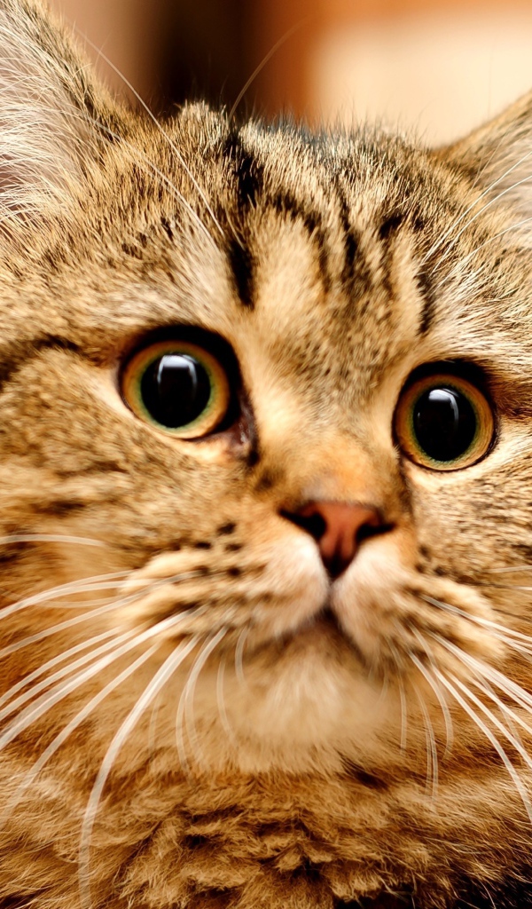 Большой серый кот с удивленным взглядом