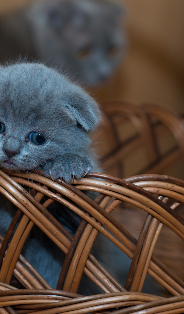 Маленький британский вислоухий котенок в корзине