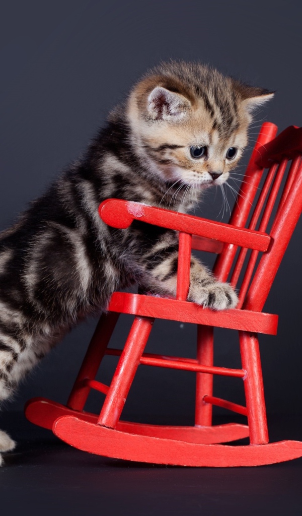 Маленький шотландский котенок на красном игрушечном кресле