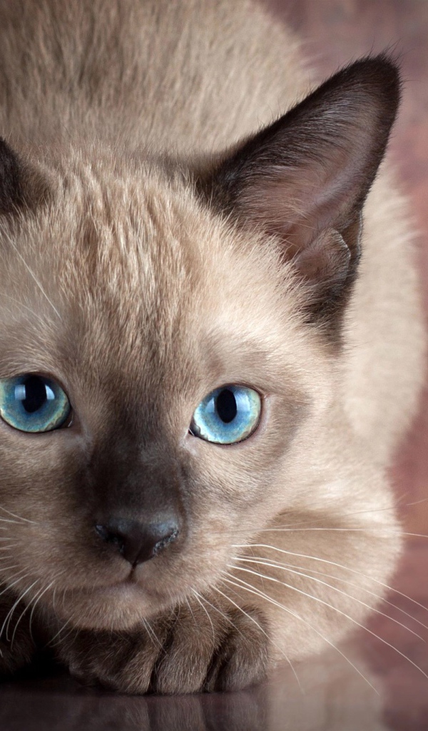 Маленький голубоглазый сиамский котенок