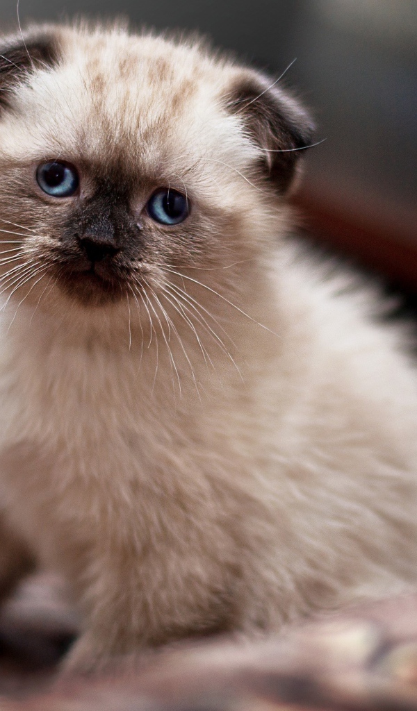 Маленький голубоглазый вислоухий котенок