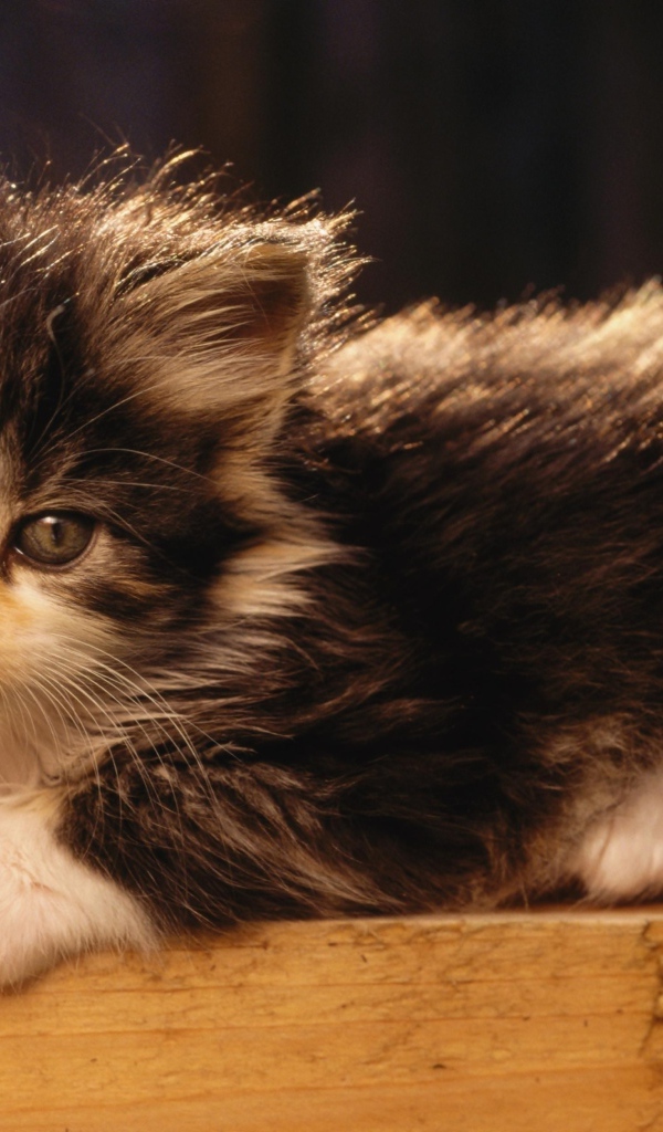 Маленький милый пушистый котенок в лучах солнца