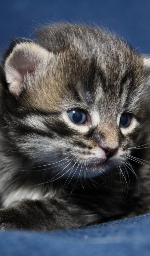 Маленький милый серый котенок крупным планом