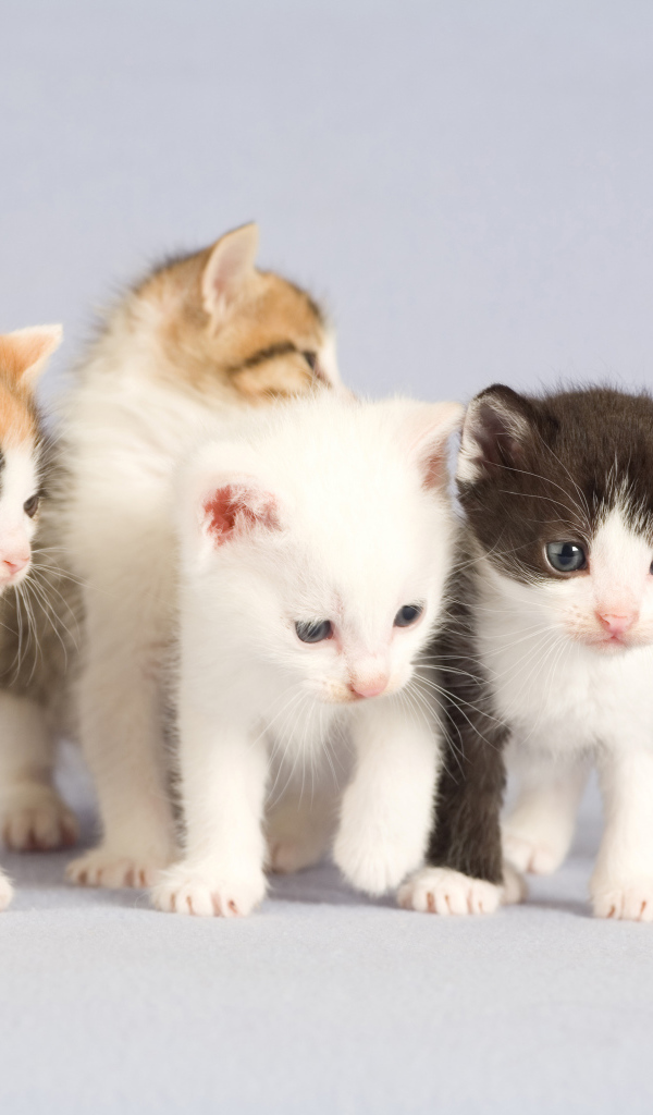 Маленькие милые котята на сером фоне