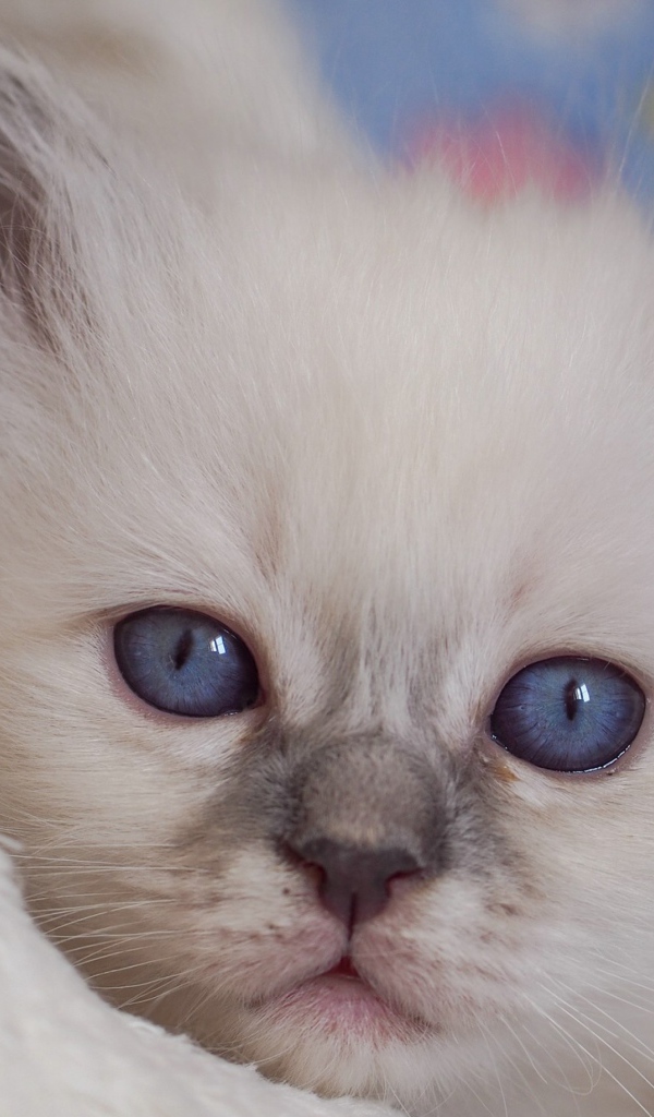 Маленький милый голубоглазый котенок