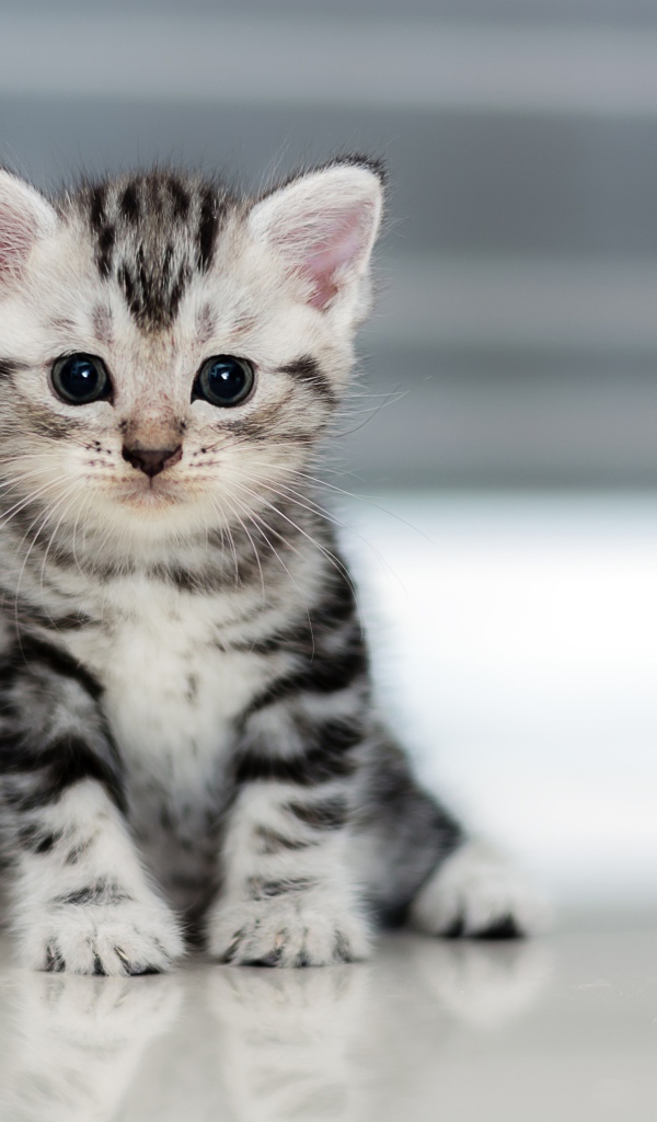 Маленький милый серый котенок 