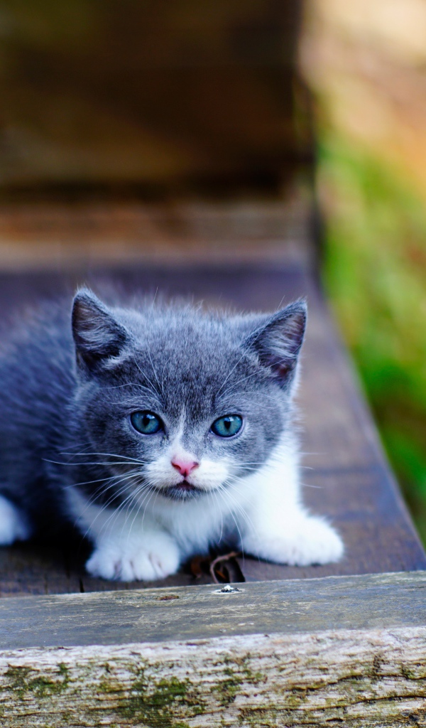Маленький милый серый котенок с голубыми глазами