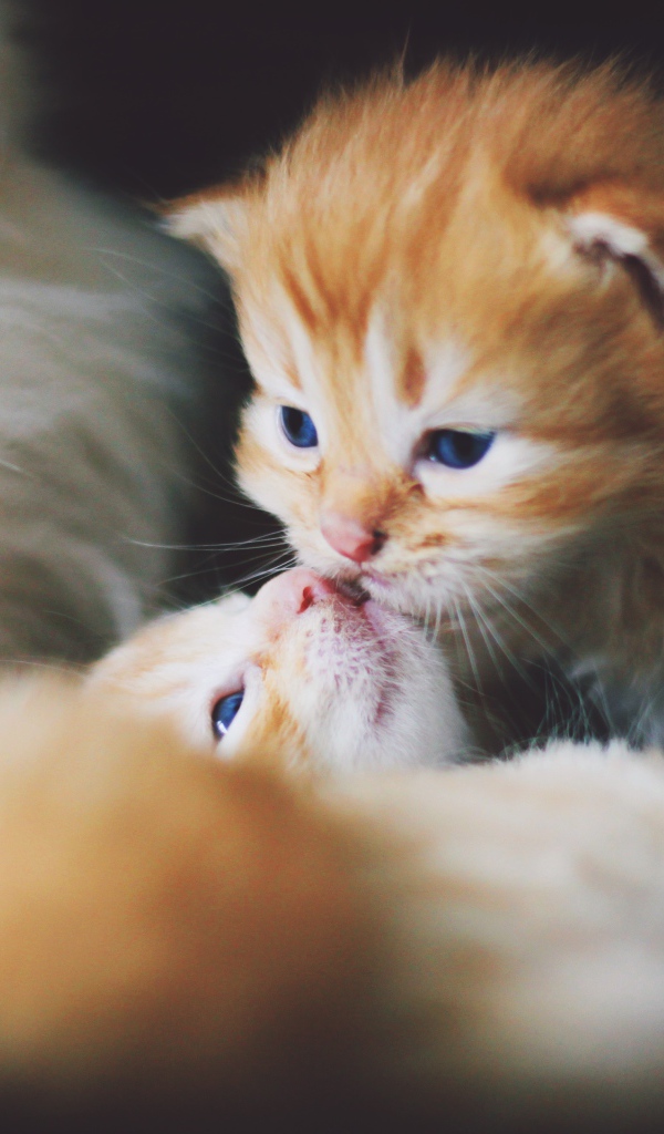 Маленькие милые рыжие котята