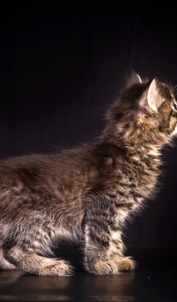 Маленький пушистый серый котенок на черном фоне