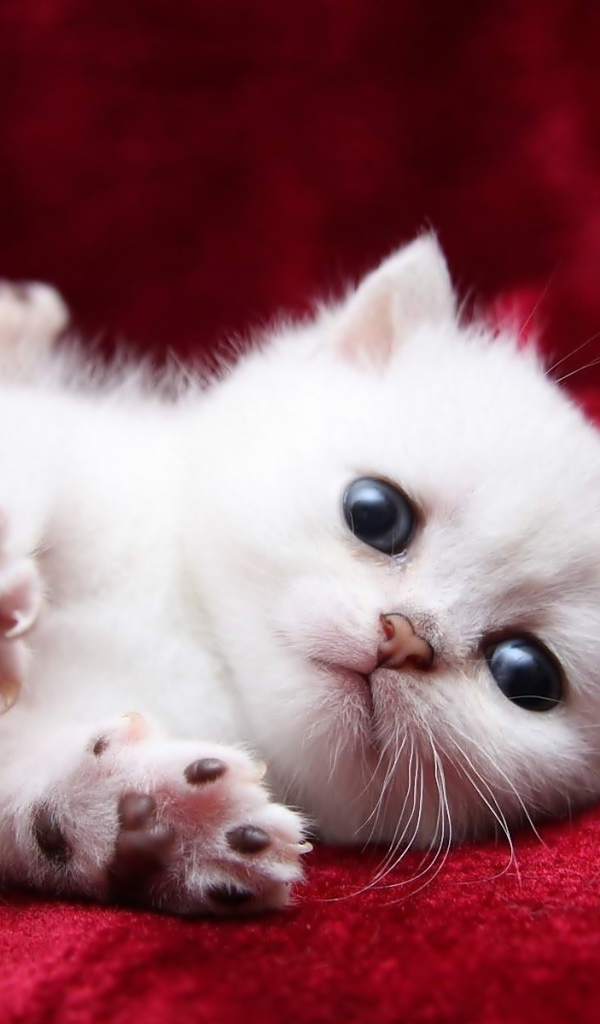 Маленький пушистый котенок турецкой ангоры