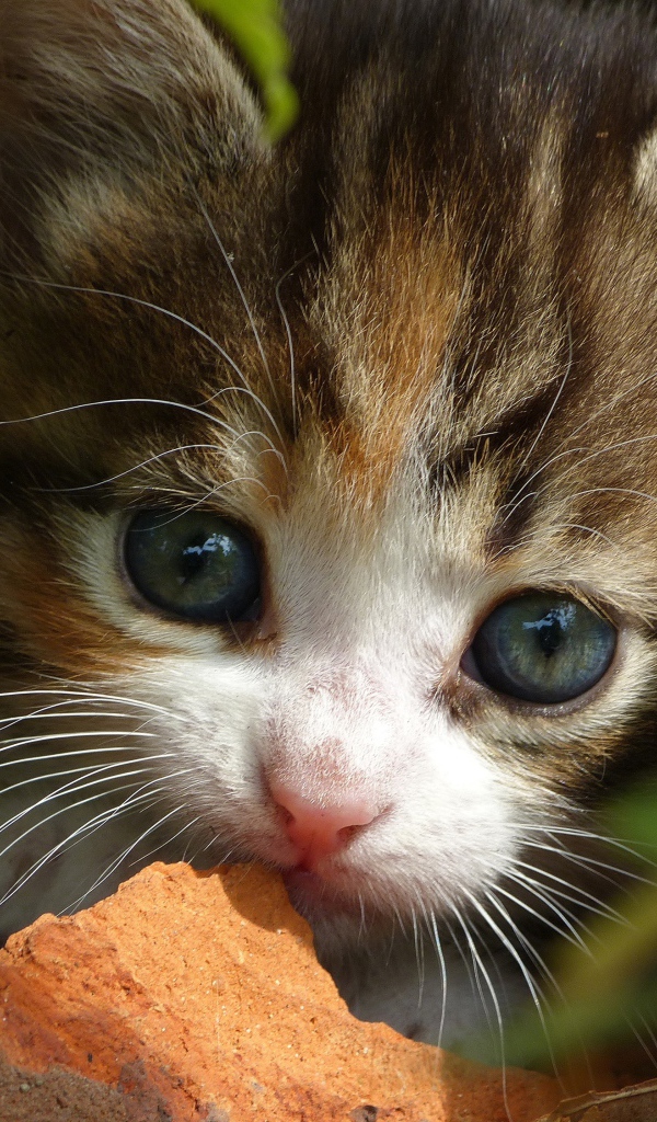 Маленький забавный котенок