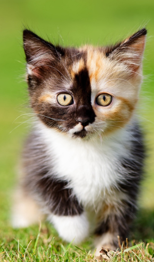 Маленький забавный трехцветный котенок на зеленой траве