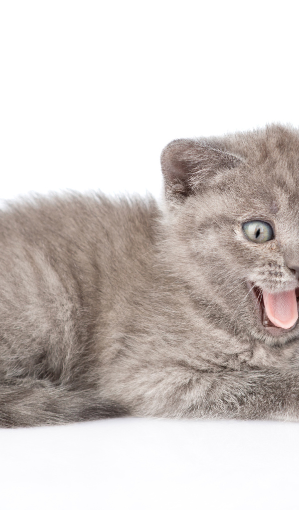 Маленький серый котенок в высунутым языком
