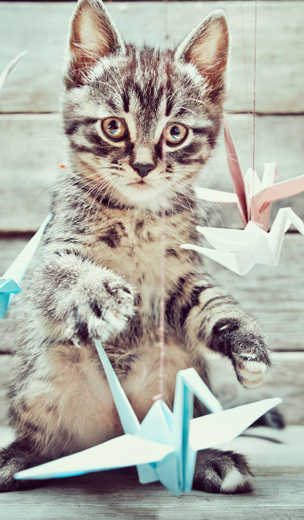 Маленький серый котенок с бумажными игрушками