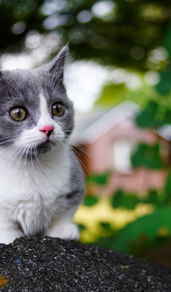 Маленький котенок крупным планом 