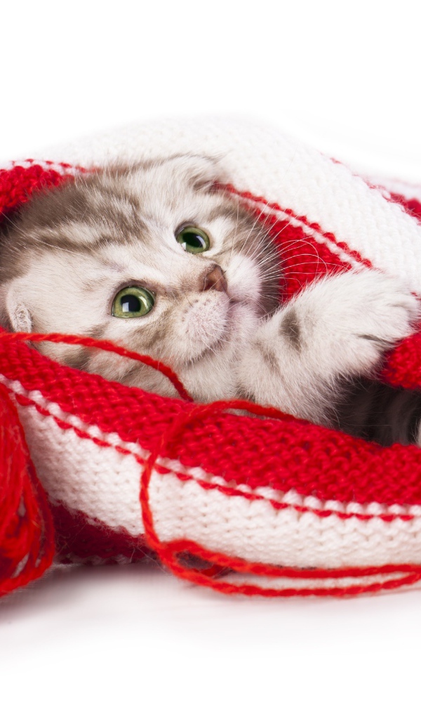 Маленький котенок спит в вязаной шапке