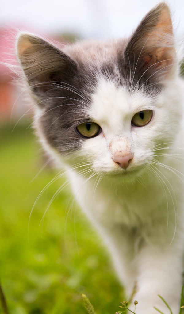 Маленький котенок на зеленой траве 