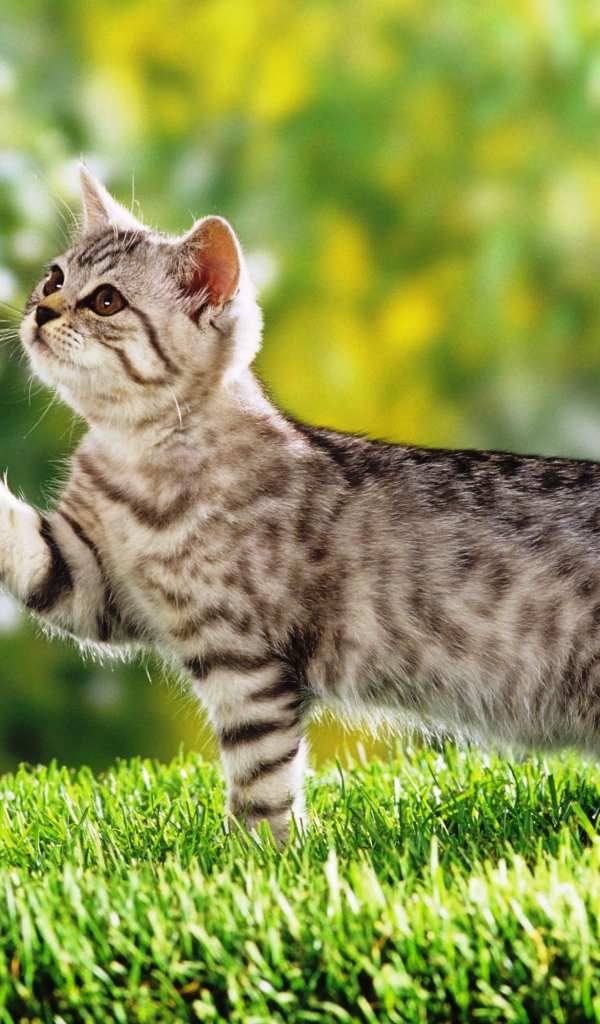 Маленький  котенок гуляет по зеленой траве