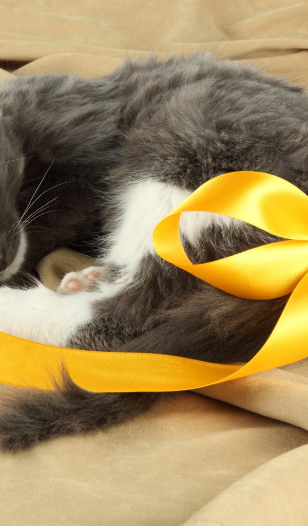 Маленький котенок с бантом из желтой ленты на хвосте