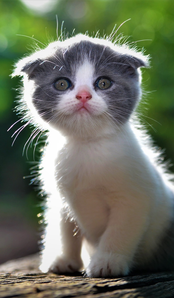 Маленький вислоухий серо-белый котенок