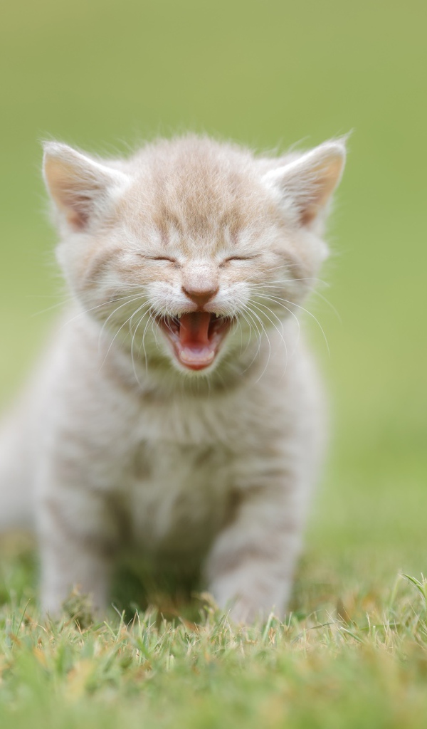 Маленький рыжий котенок на зеленой траве 