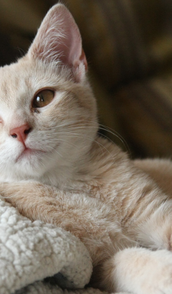 Маленький рыжий котенок лежит на теплой постели